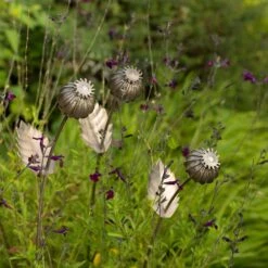 Poppy Seed Head Stake - Large Seed Head -Ever Bloom Gardens pr2000046971 card4 lg