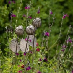 Poppy Seed Head Stake - Large Seed Head -Ever Bloom Gardens pr2000046971 card7 lg