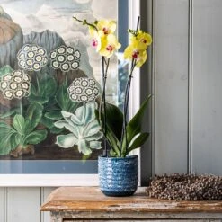 Ever Bloom Gardens -Ever Bloom Gardens pr2000047907 card2 lg