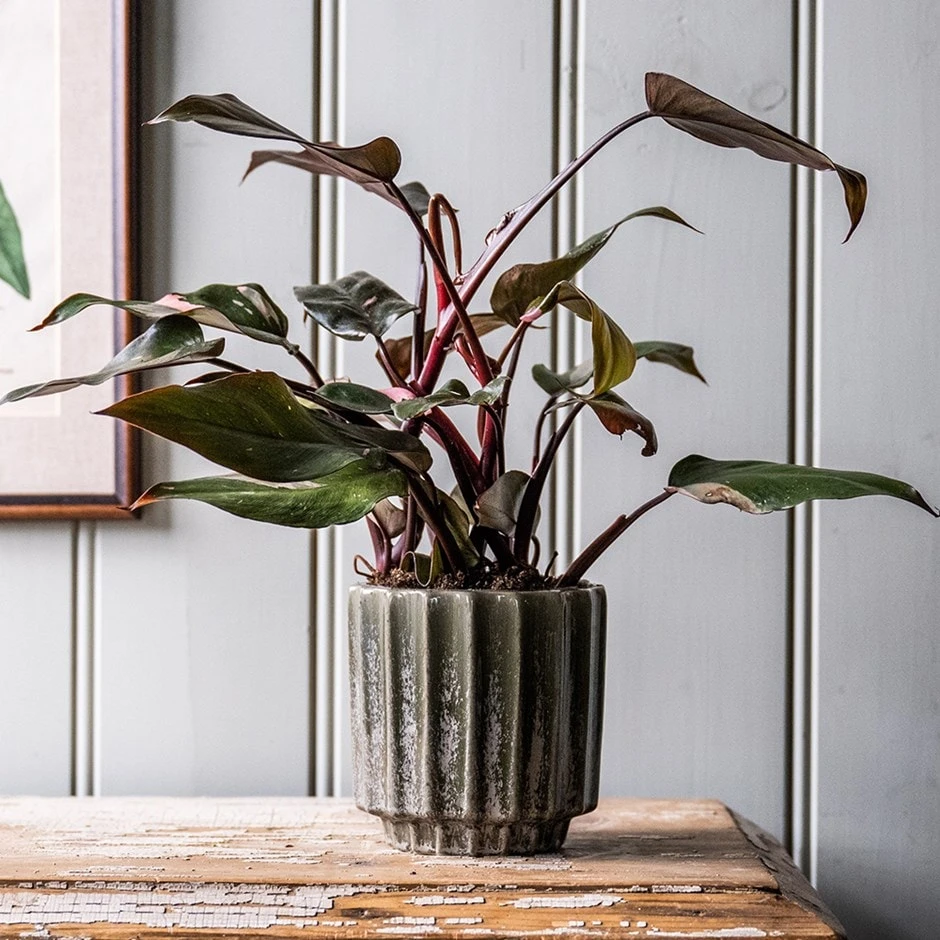 Scalloped Reactive Plant Pot - Green 3 Scalloped Reactive Plant Pot - Green