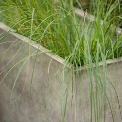 Rectangular Terrace Planter - Weathered Cream -Ever Bloom Gardens pr2000048714 card6 lg