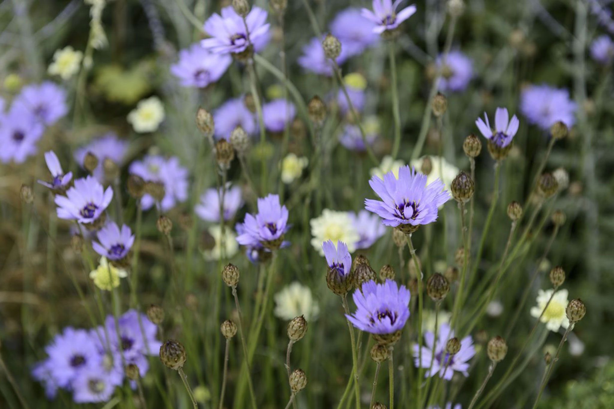 Ever Bloom Gardens -Ever Bloom Gardens 5f493f6b 722f 4959 886c b77ebaeb7041 ef16de5